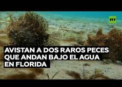 Enlace a Descubren extraños peces en los mares de Florida