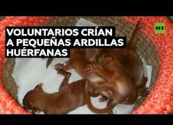 Enlace a Voluntarios ayudan a criar pequeñas ardillas huérfanas