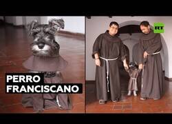 Enlace a El perro franciscano que vive en un convento