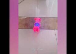 Enlace a El vídeo que confirma que los gatos son el origen de todo mal