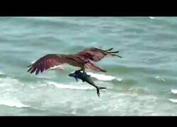 Enlace a Un águila atrapa a un tiburón en EEUU