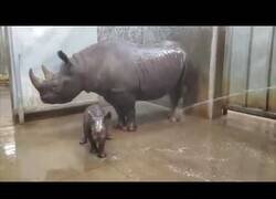 Enlace a Así bañan a un rinoceronte y a su cría