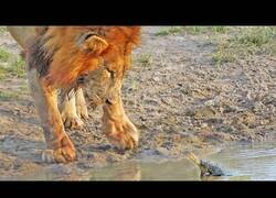 Enlace a Tortuga no quiere que leones beban de su estanque