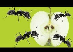 Enlace a ¿Qué le harán las hormigas a una manzana durante 24 horas?