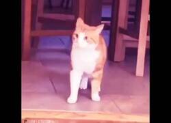 Enlace a La reacción de este gato al ver a dos perros pelear por un gato de peluche