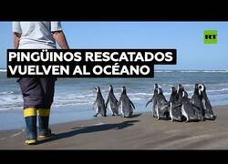 Enlace a Pingüinos rescatados son devueltos al mar