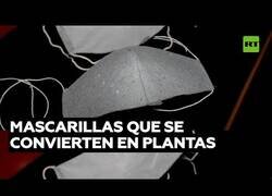 Enlace a Fabrican mascarillas que se convierten en plantas