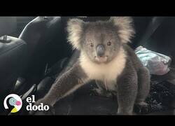 Enlace a Un hombre intenta echar a un koala de su coche