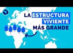 Enlace a Muralla Verde del Sahel, la gran esperanza del planeta