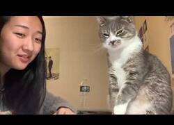 Enlace a Cuando tu gato odia escucharte