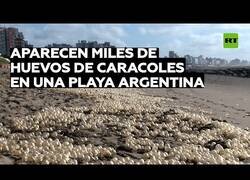 Enlace a Costas argentinas aparecen con miles de huevos de caracol