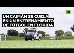 Enlace a Un caimán se cuela en un entrenamiento de fútbol