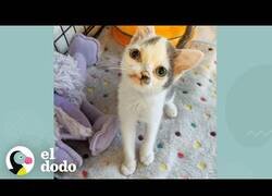 Enlace a El gatito que nació con el morro torcido