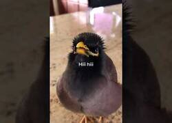 Enlace a El pájaro que habla perfecto inglés como un humano