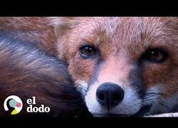 Enlace a Así es tener de mascota a una pequeña zorrita