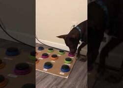 Enlace a Stella, el perro que se comunica a través de botones