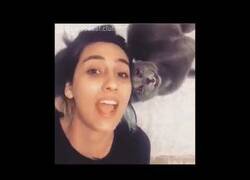 Enlace a Gatos que imitan a sus dueños