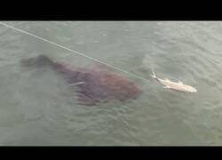 Enlace a Cuando pescas un pez pero otro pez lo pesca antes