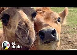 Enlace a Una vaca y un camello se hacen mejores amigos