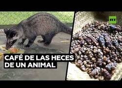 Enlace a El animal que defeca uno de los cafés más caros del mundo