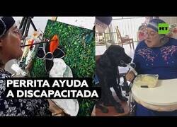 Enlace a Esta perra es la mayor ayuda de una pintora discapacitada