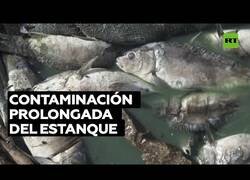 Enlace a Aparecen millones de peces muertos en la orilla de un lago artificial en Líbano