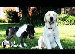 Enlace a Así es vivir con una pequeña yegua como mascota