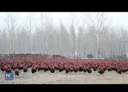 Enlace a Así es cuidar de una granja con 70.000 gallos