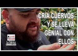 Enlace a Cría cuervos, pero estos no le quieren quitar los ojos