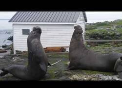 Enlace a El duelo definitivo entre dos leones marinos