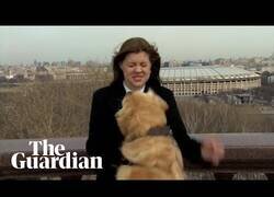 Enlace a Un perro se lleva el micro de una reportera en pleno directo