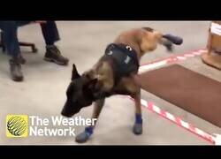 Enlace a Un perro policía se adapta a sus nuevas botas de invierno