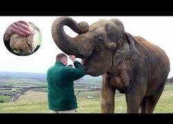 Enlace a Así se extirpa un diente a un elefante