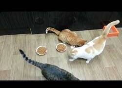Enlace a El gato que ni comía ni dejaba comer