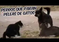 Enlace a Perros parando peleas entre gatos