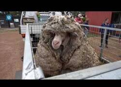 Enlace a Despojando a una oveja de 35 kilos de lana