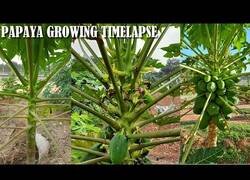 Enlace a Así es el crecimiento de una papaya