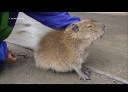 Enlace a El vídeo que demuestra que los cisnes y los capibara no se llevan bien