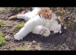 Enlace a Cuidar de tu jardín teniendo en gato no es una tarea sencilla