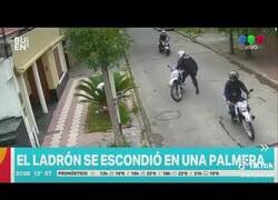 Enlace a Un ladrón se esconde de la policía en una palmera