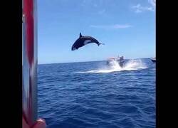 Enlace a Graban a una orca remantando en el aire a un delfín