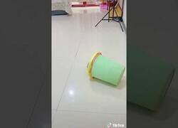 Enlace a El perro más celoso del mundo