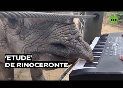 Enlace a Un rinoceronte compone una pieza de piano