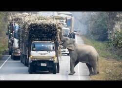 Enlace a Un elefante corta una carretera para robar cañas de azúcar de un camión