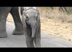 Enlace a Una mamá elefante no deja que su cría se acerque al cámara