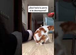 Enlace a ¿Qué haría tu perro si te desmayaras?