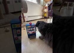 Enlace a Un gato intenta hacer funcionar una máquina de M&M