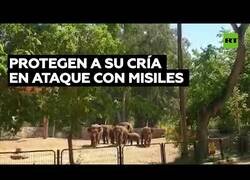 Enlace a Elefantes de un zoo de Israel protegen a su cría durante un ataque con misiles