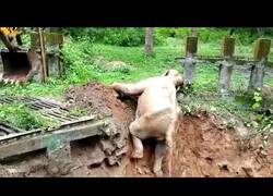 Enlace a Una excavadora ayuda a un elefante bebé a salir de una zanja de lodo
