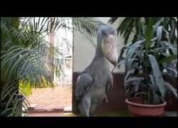 Enlace a El ruido parecido a un tiroteo que emite el pájaro picozapato